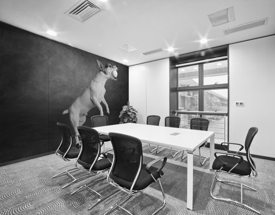 Studio shot of Jack Russell Terrier playing with tennis ball 208484 Wall Printing