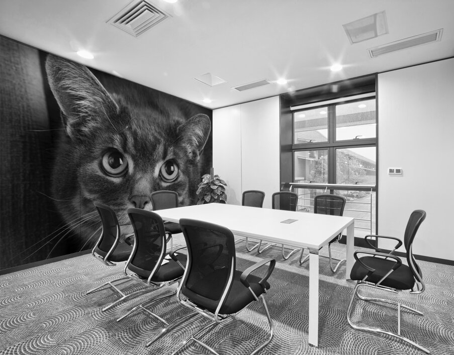 Close-up of cat 208802 Wall Printing