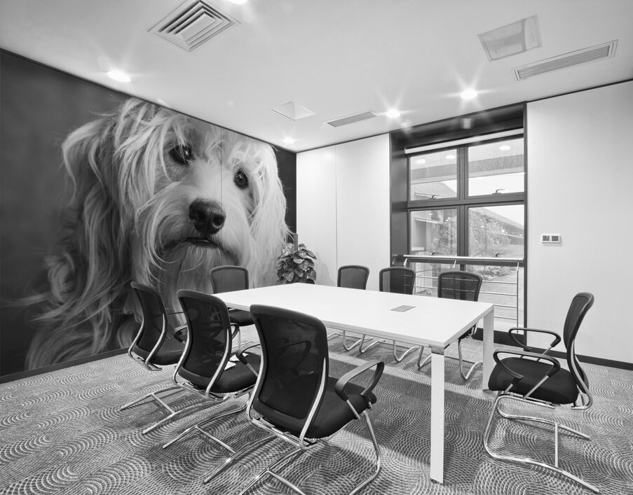 Portrait of Mini Goldendoodle 208636 Wall Printing