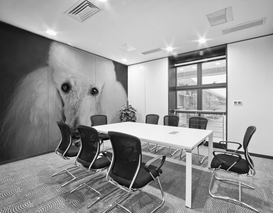 Portrait of Poodle 212879 Wall Printing