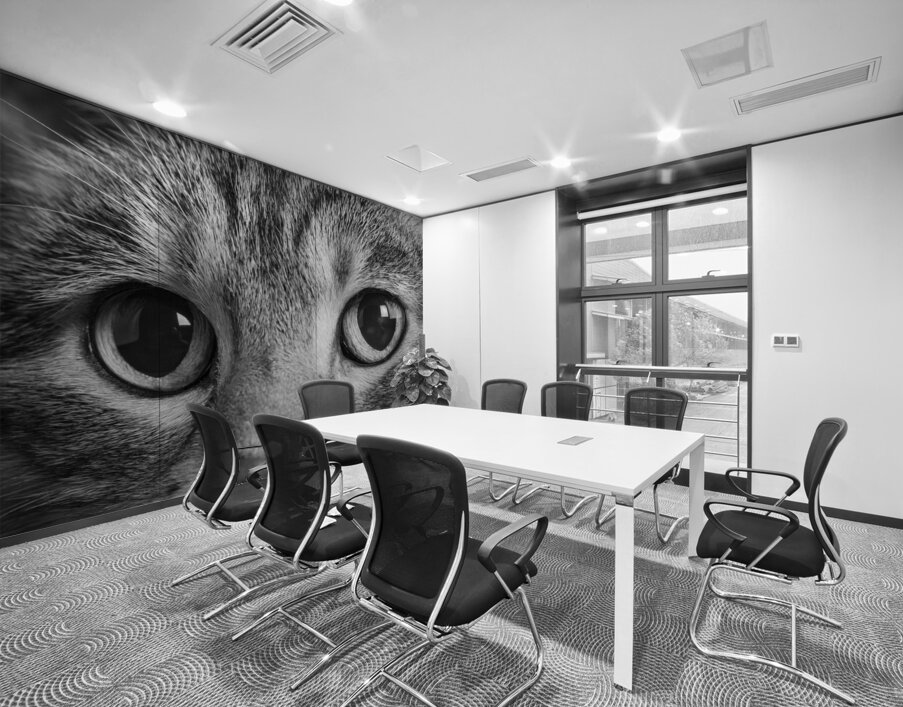 Close-up of Tabby cats eyes 213146 Wall Printing
