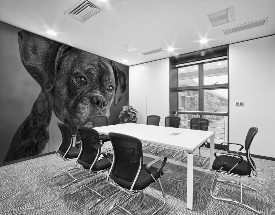 Studio portrait of boxer dog 213166 Wall Printing
