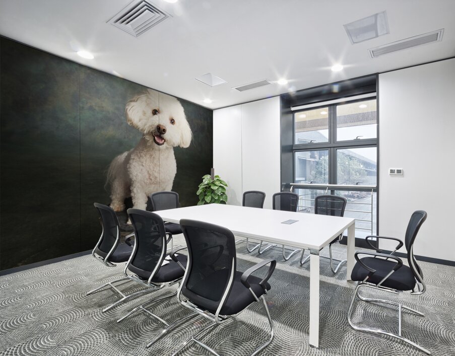 Studio portrait of Bichon Frise Poodle mix dog 213285 Wall Printing