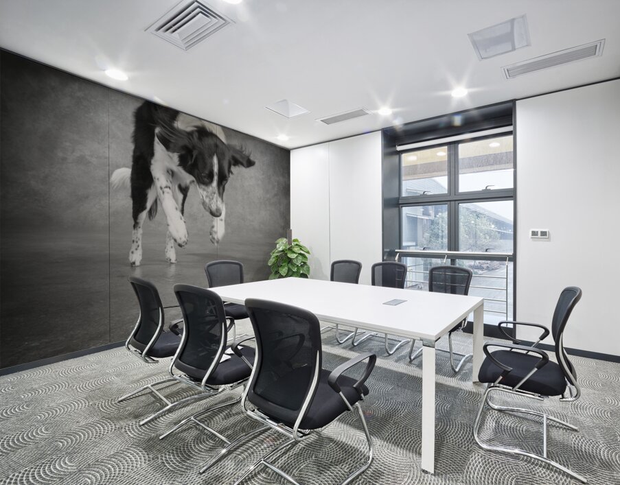 Color Pop Studio shot of Border Collie playing with ball 218677 Wall Printing