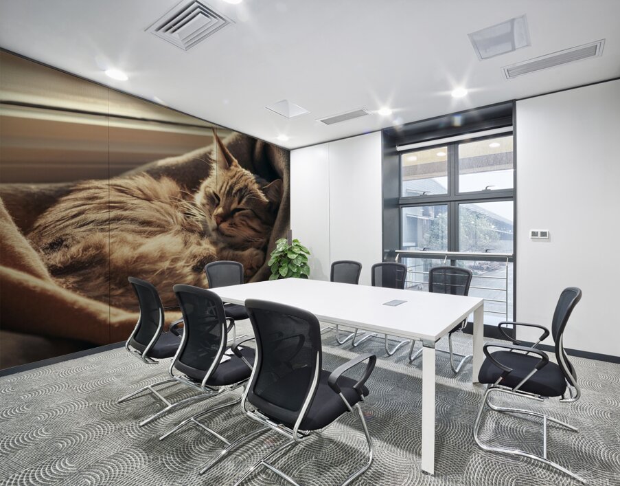 A photo of a cat curled up in a cozy spot basking in the sunlight. Wall Printing