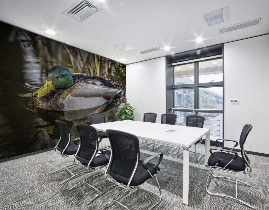 11425 Mallard Duck  Wall Printing