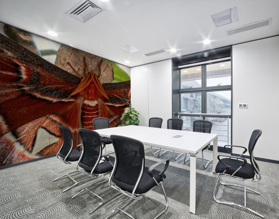 Atlas Moth Close Up Wall Printing