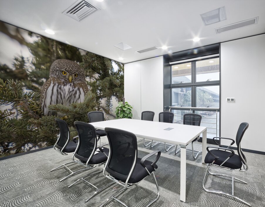 Northern Pygmy Owl 7469  Wall Printing