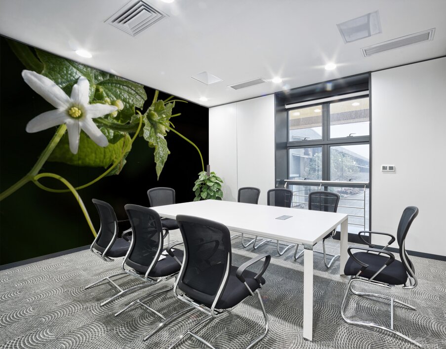 Wild cucumber Blossom close up Wall Printing