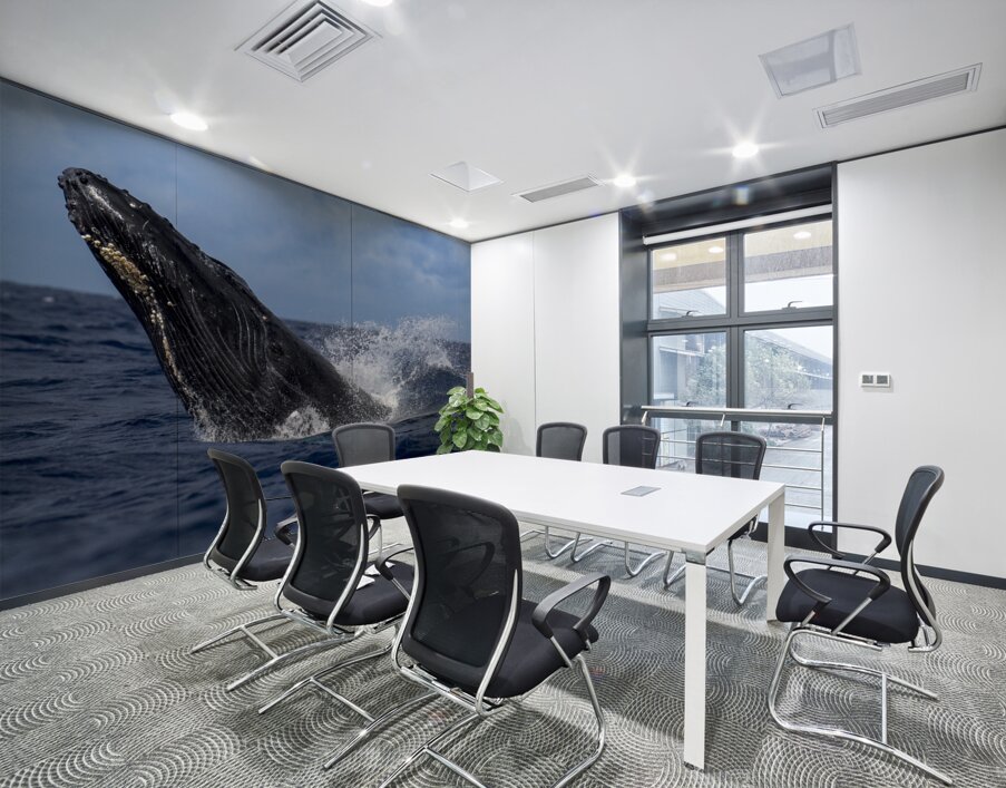 Humpback Whale Head Lunge near Lahaina Maui Hawaii Wall Printing