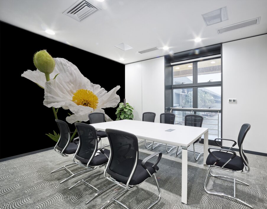 Matilija Poppy on Black Wall Printing