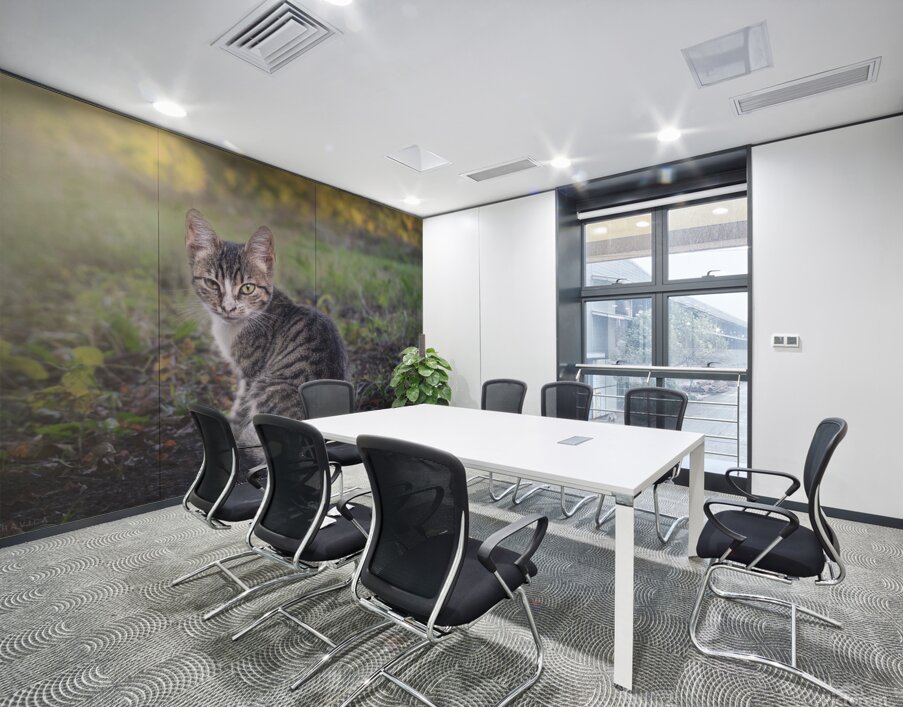 A little kitten is looking straight into your eye Wall Printing