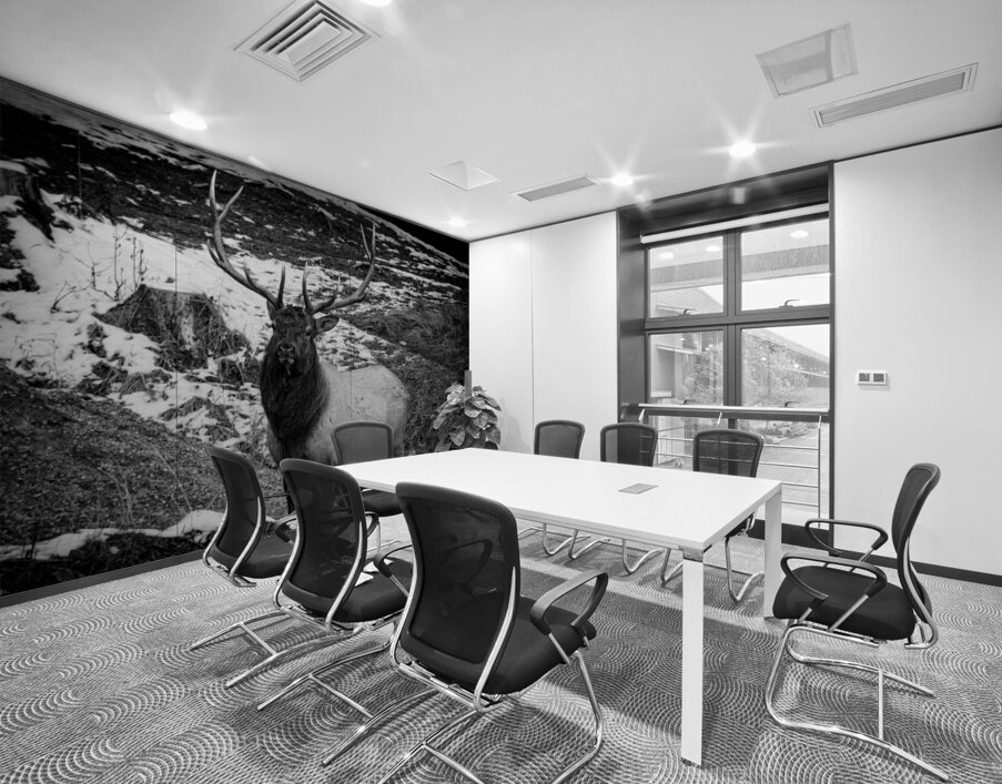 Bull Elk Canada Wall Printing