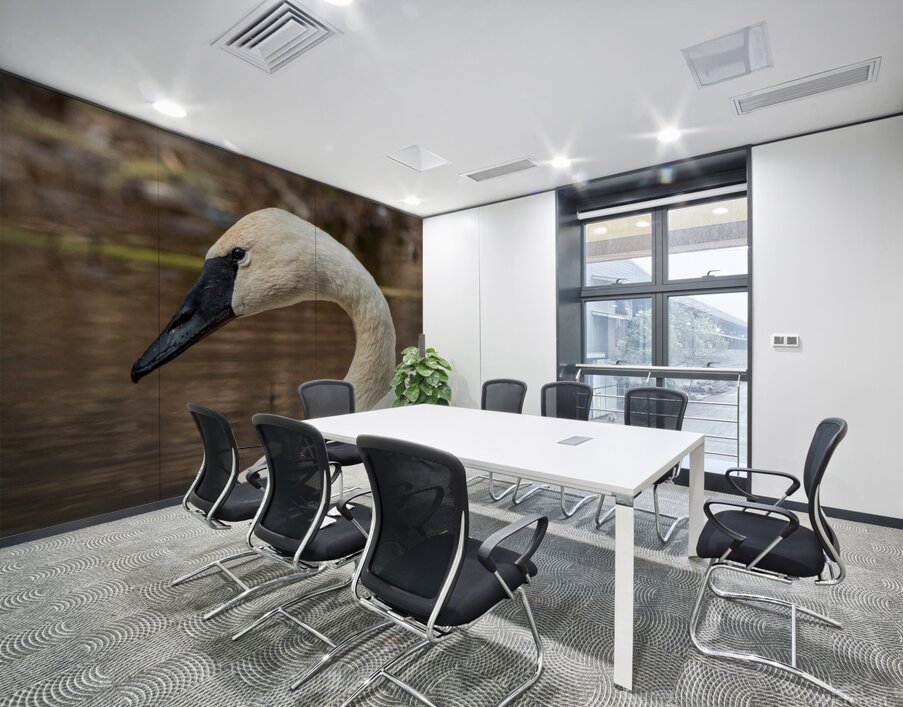 Trumpeter Swan Portrait Wall Printing