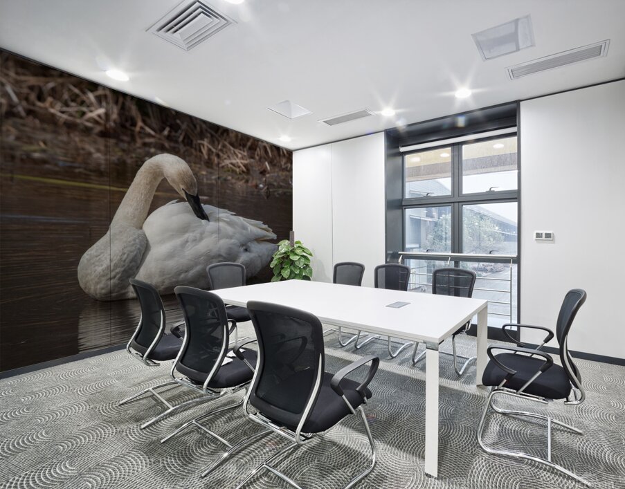 Preening Trumpeter Swan Wall Printing