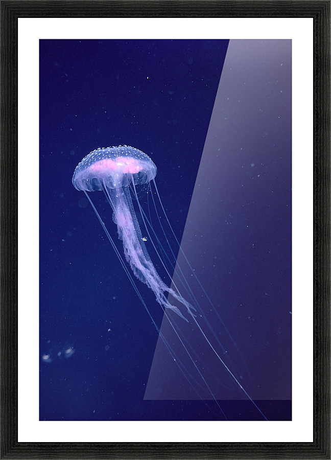 海島千本 個展アクリルアート『Jellyfish Slumber 』 人気ブランドの新作 海島千本 個展アクリルアート『Jellyfish