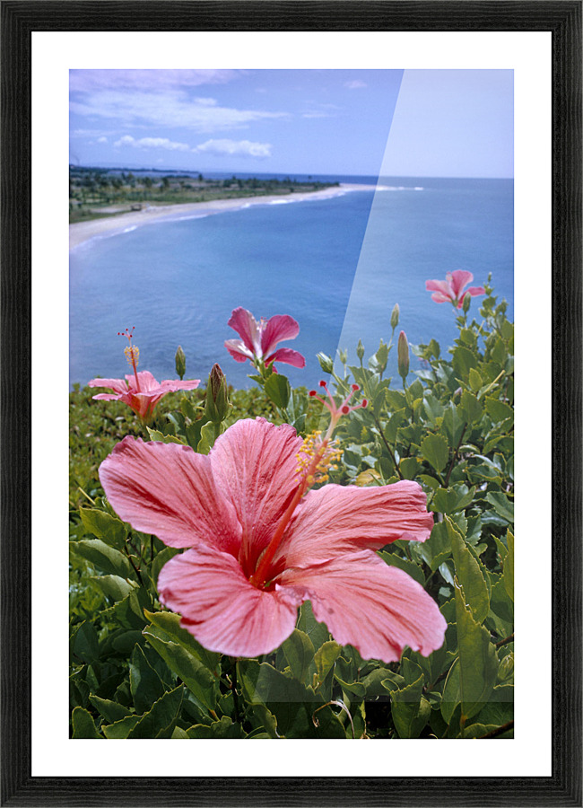 pink hawaii様 Hawaii, Pink Hibiscus Overlooking Beach B1589 by