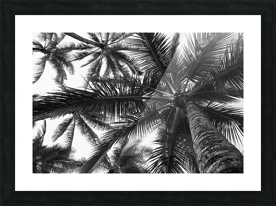 Low angle view of coconut palm trees in black and white; Honolulu, Oahu, Hawaii, United States of America Picture Frame print