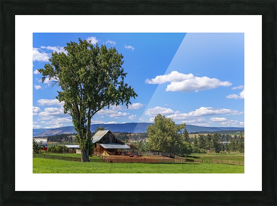 Beef cows rest in the shade of the barn roof under a blue sky with fluffy white clouds in the summer in the North Okanogan; British Columbia, Canada Picture Frame print