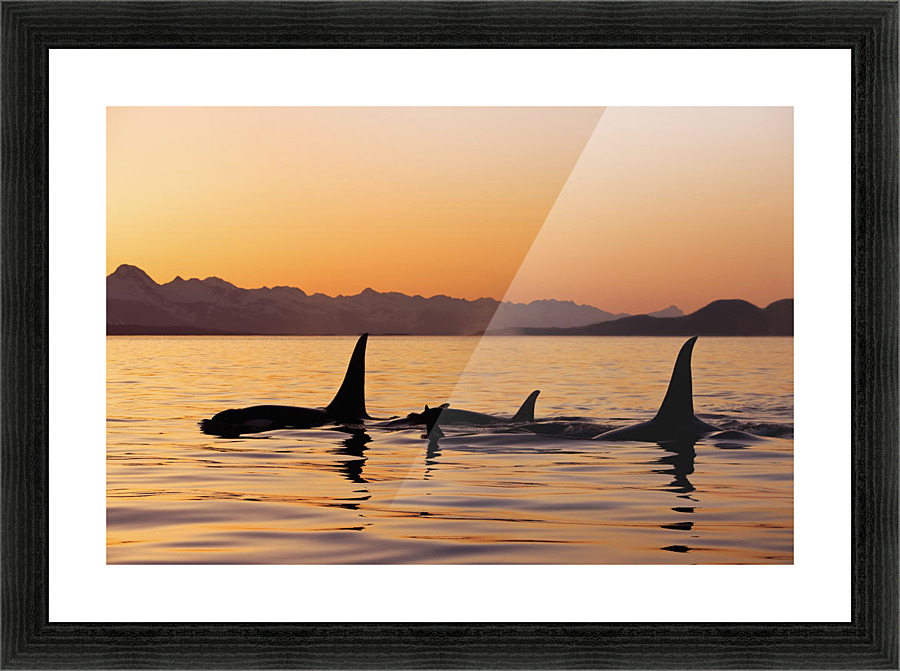 WHALES AT SUNSET SCENIC LARGE BOX CANVAS FRAMED 30/"x20/"