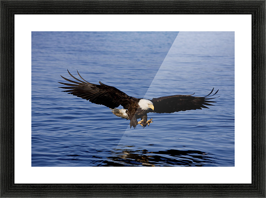 A Bald Eagle Swoops In With Talons Extended Just Before Catching A Fish From The Ocean In Southeast, Alaska. Picture Frame print