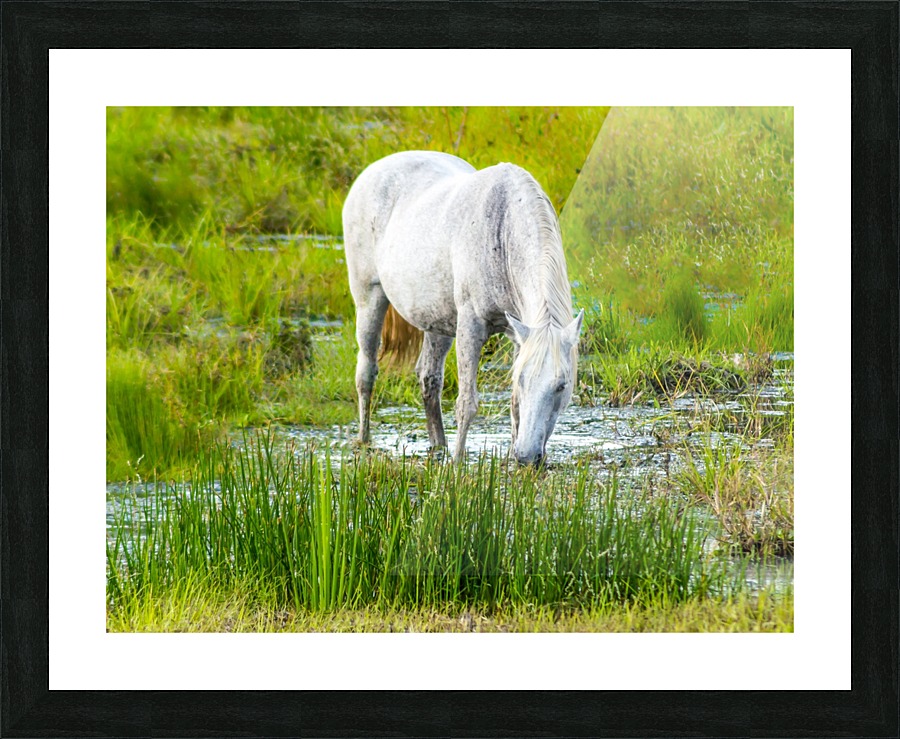 Wild Wetland Stallion Picture Frame print