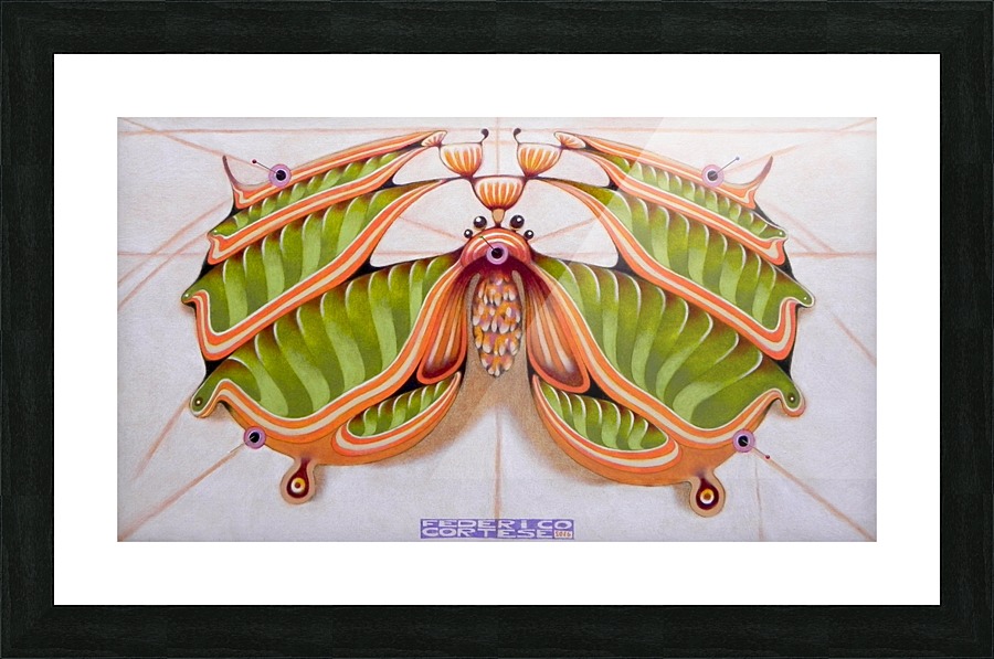 Fibonacci moth  Framed Print Print