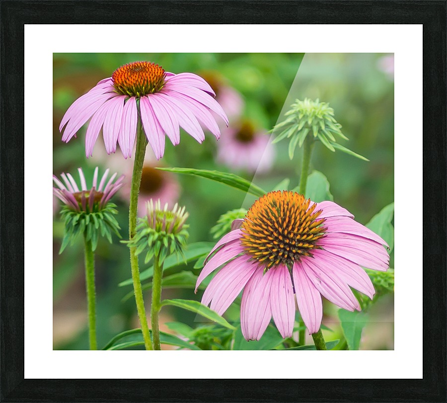 Springtime Once More Picture Frame print