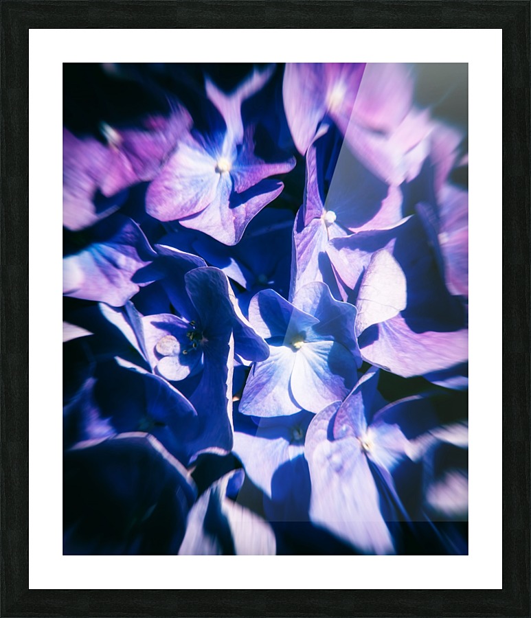 Purple Hydrangea Picture Frame print