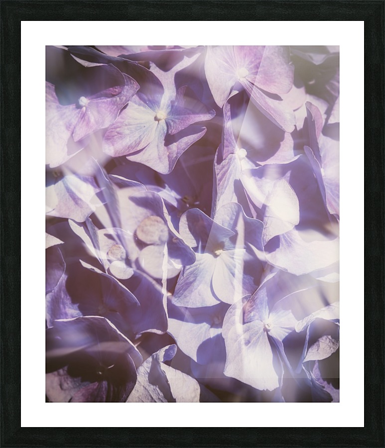 Vintage Lavender Hydrangea Picture Frame print