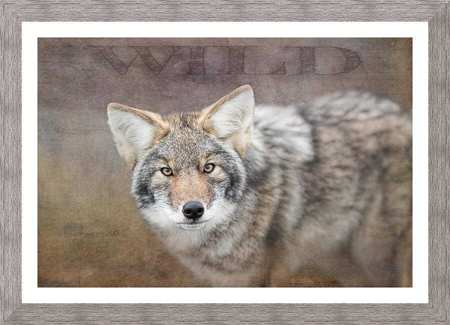 Wild Picture Frame print