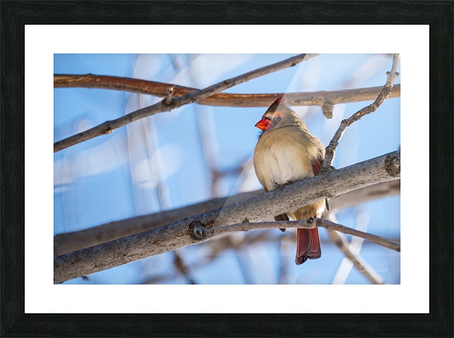Madame Cardinal Sophie Thibault Canvas Madame Cardinal Picture Frame Printing