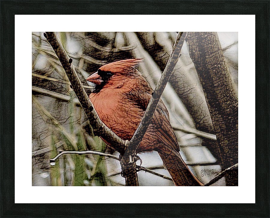 Summer Cardinal Nina Canvas Summer Cardinal Picture Frame Printing