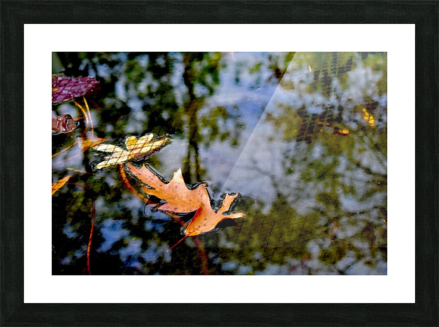 Koi Pond Delight Picture Frame print