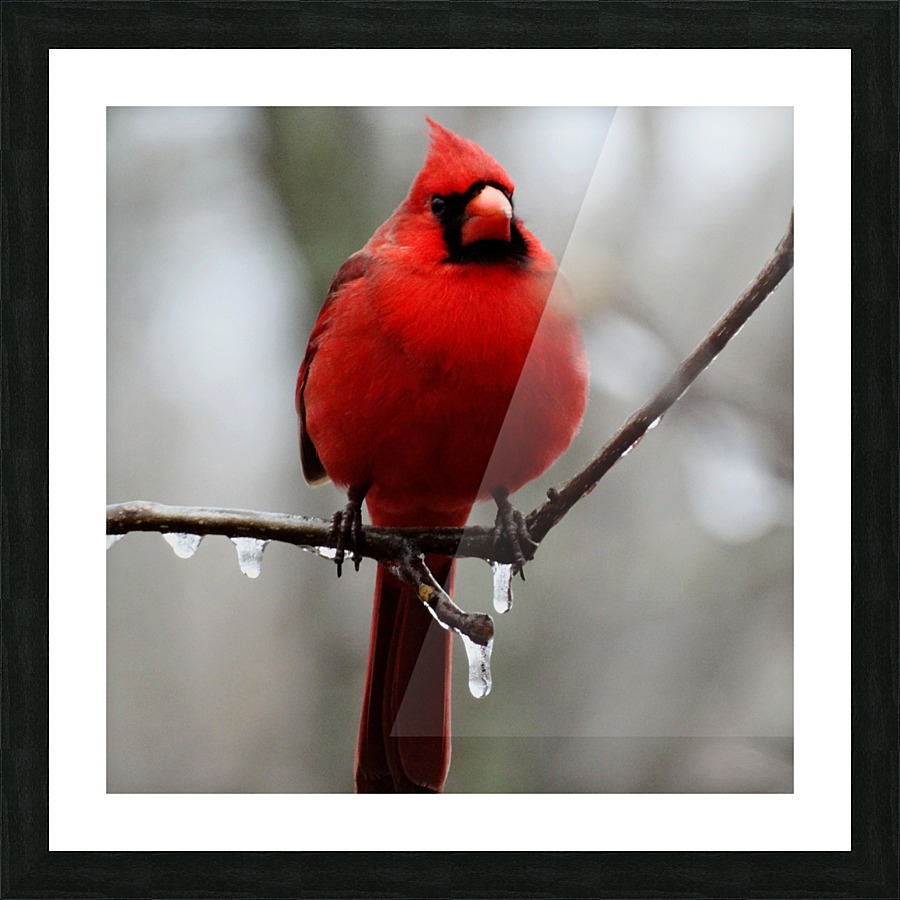 Winter Cardinal Greene Safaris Productions Canvas Winter Cardinal Picture Frame Printing
