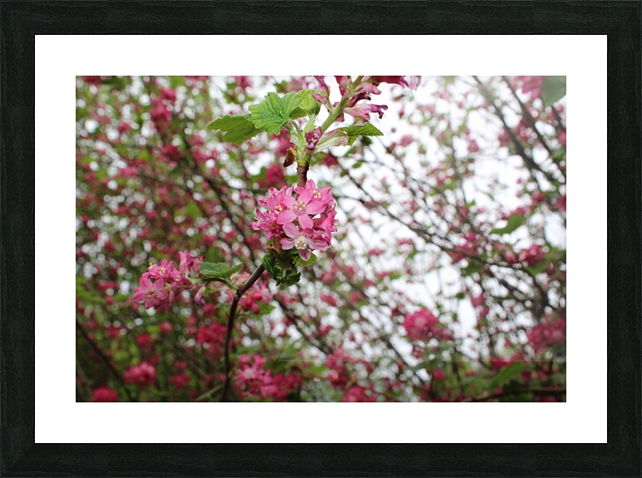 Flowering Picture Frame print
