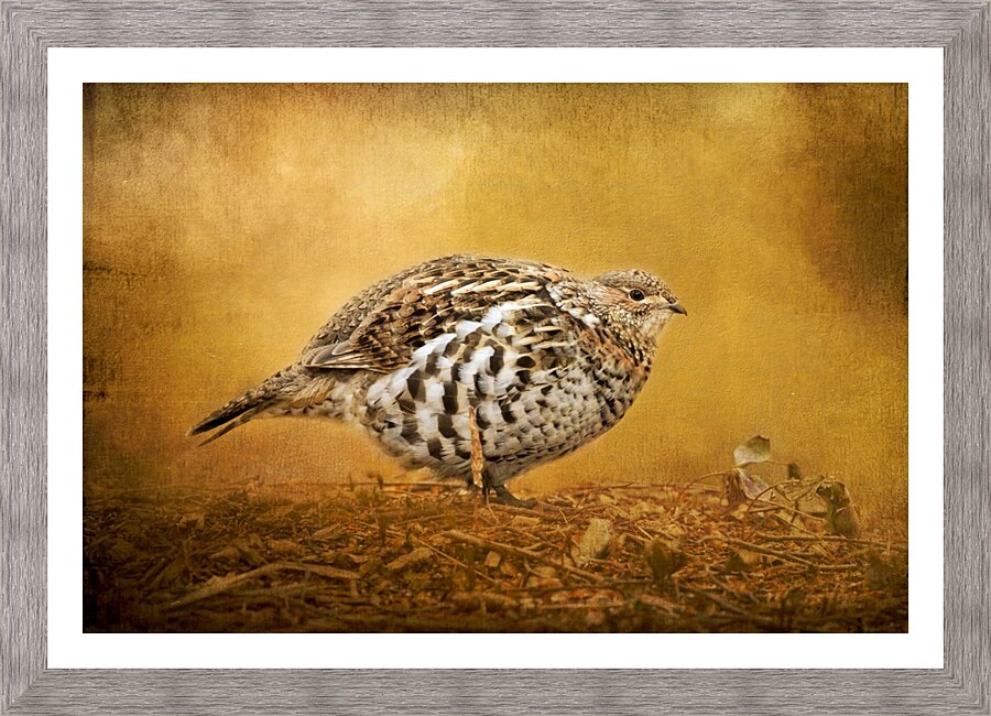 Female Ruffed Grouse Picture Frame print