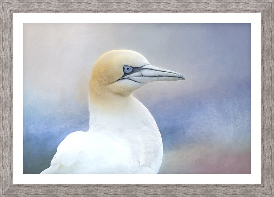Northern Gannet Picture Frame print
