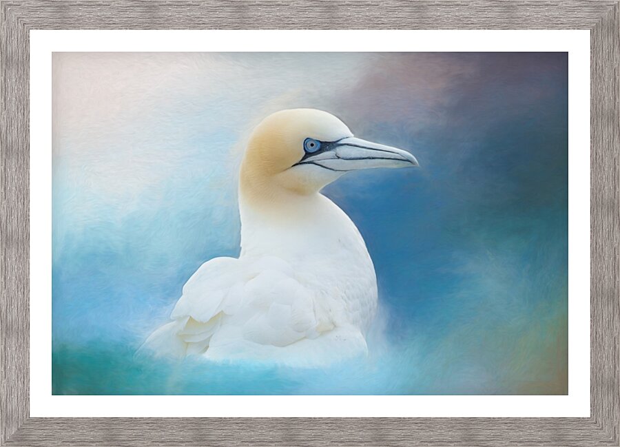 Northern Gannet ver2 Picture Frame print