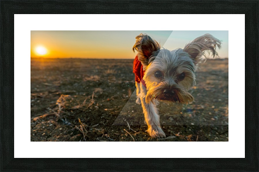  Fine Art print