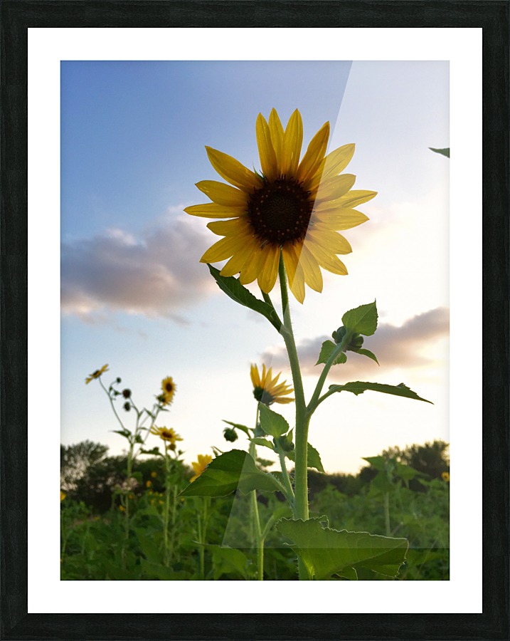  Fine Art print