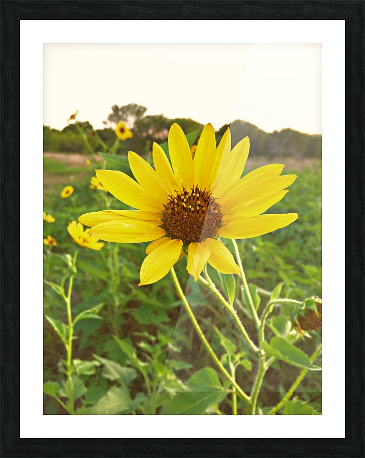  Fine Art print