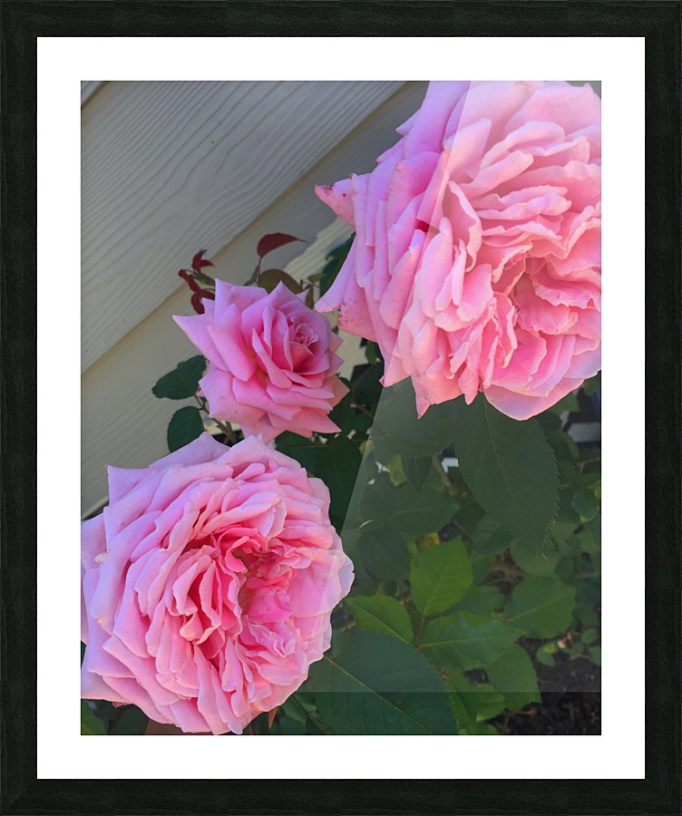  Fine Art print