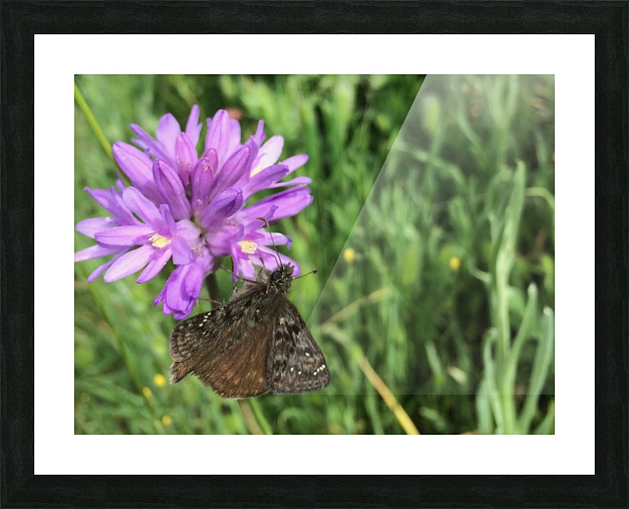 Butterfly on Wildflower Picture Frame print