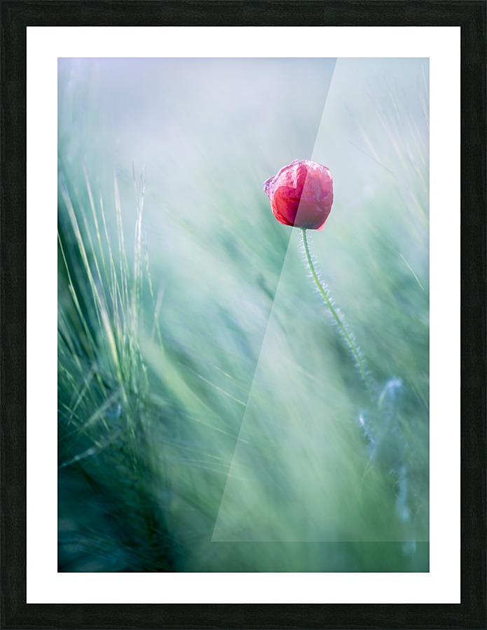 Lost in Paradise ... Picture Frame print