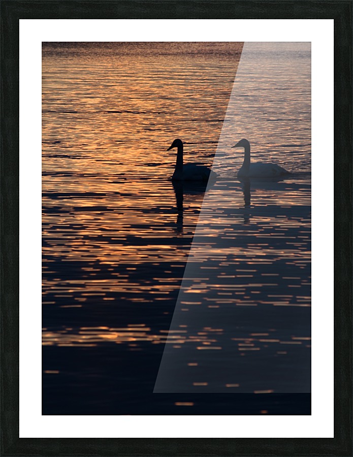 LaSalle Swans Picture Frame print