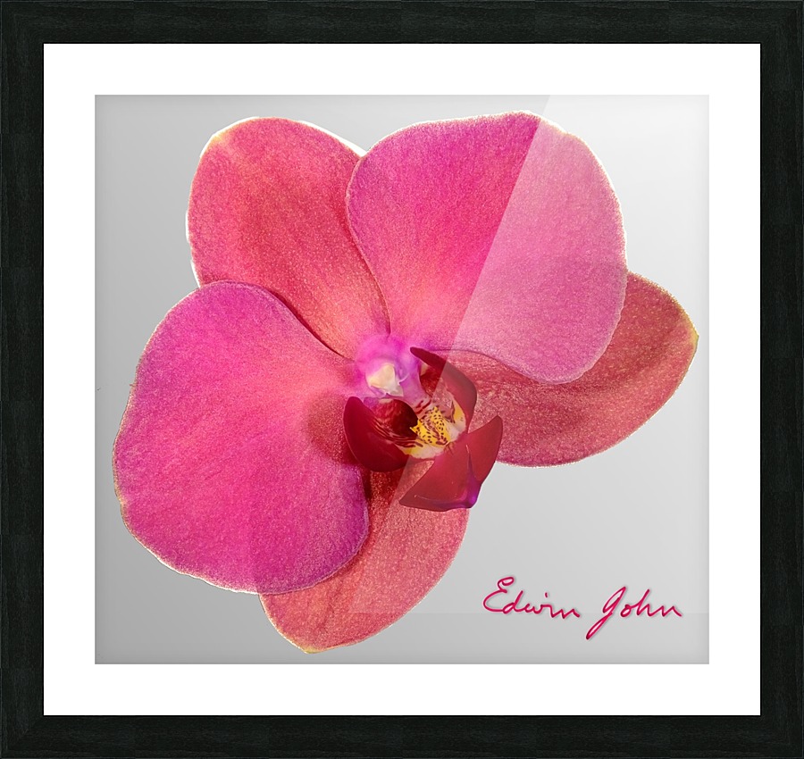 Single Moth Orchid Flower Magenta Edwin John Canvas Single Moth Orchid Flower Magenta Picture Frame Printing