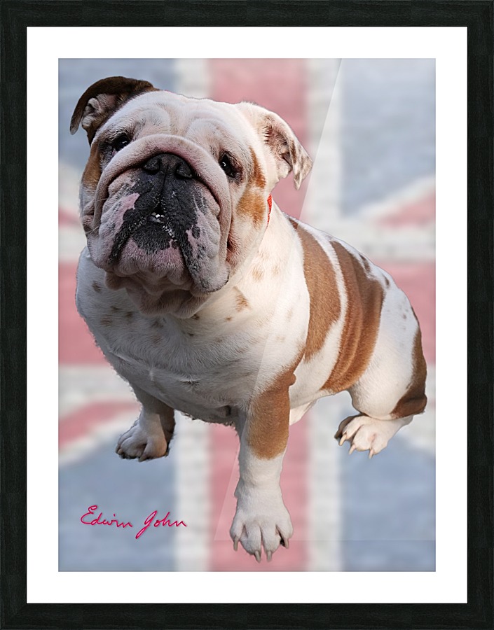 Just Winston A Real British Bulldog Edwin John Canvas Just Winston A Real British Bulldog Picture Frame Printing