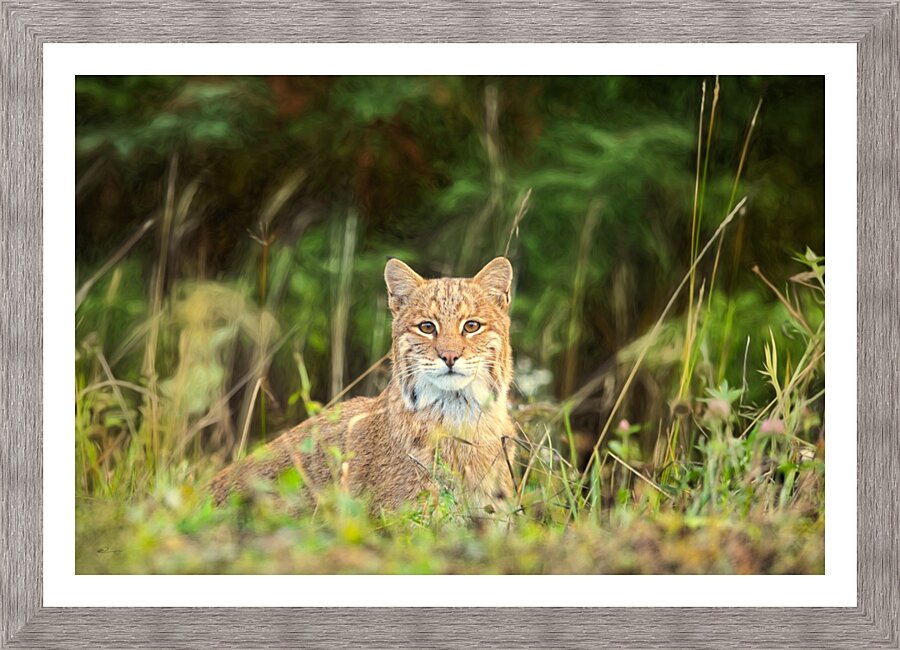 Bobcat Picture Frame print