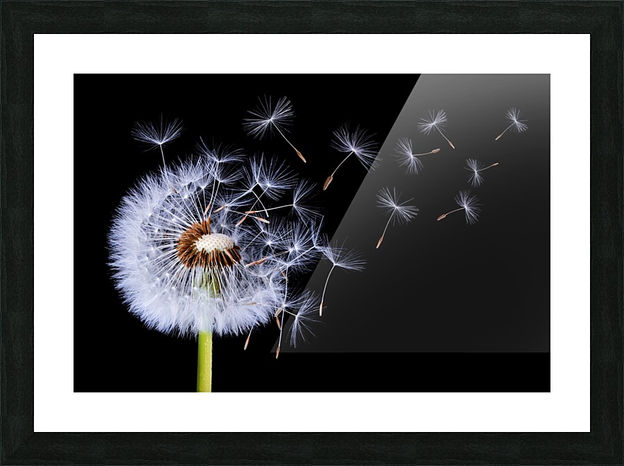 Dandelion Blowing Picture Frame print